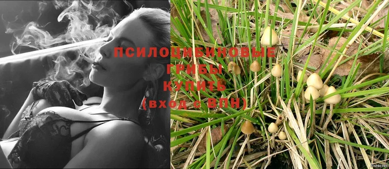 купить наркоту  блэк спрут ONION  Псилоцибиновые грибы Psilocybe  Медногорск 